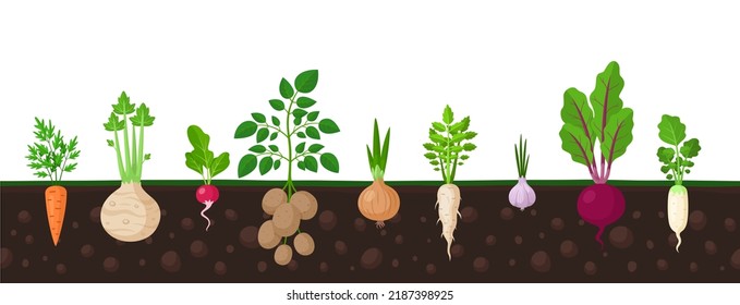 Vegetables in ground. Garden fresh veggies, turnip potato root, carrot and onion vegetable. Planted radish grow, agriculture farm garish vector banner