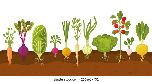 Vegetables in ground. Ripe carrot and tomatoes, planting roots veggie. Garden veggies, radish, onion, cabbage. Growing process, neoteric farm vector banner