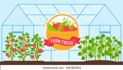 Vegetables grow in farm greenhouse vector illustration. Cartoon flat fresh harvest of ripe red tomatoes and green cucumbers growing in glasshouse, cultivation of vegetarian farmers products background svg