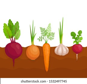 Vegetables growing in the ground. A bed in a garden from root crops. Vector illustration on the theme of harvest and gardening. How to grow beetroot, carrots, onions and garlic.