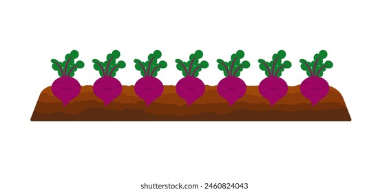 Vegetables growing in ground. Beets in bed underground. Collecting vegetables, picking beet harvest, beetroots. Cultivating food crops, plants. Flat vector illustration isolated on white background