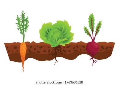 Vegetables growing in the ground. One line cabbage