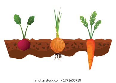 Vegetables growing in the ground. One line onion
