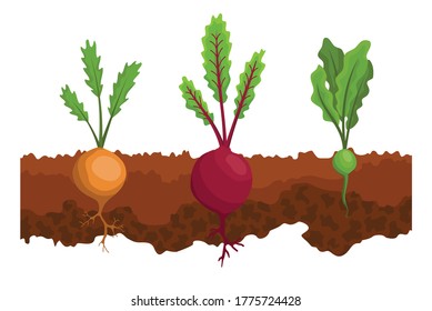 Verduras cultivadas en el suelo. Giro de una línea