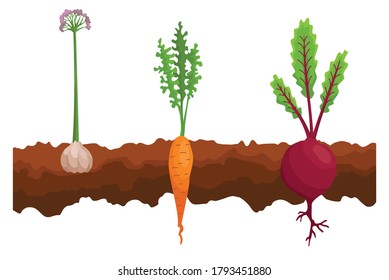 Vegetables growing in the ground. One line beet