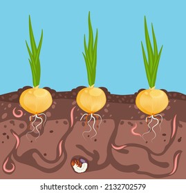 Verduras cultivadas en el suelo. Cebolla en la cama bajo tierra. Los gusanos son plagas de plantas en el jardín. Cosecha y jardinería. Ilustración vectorial.