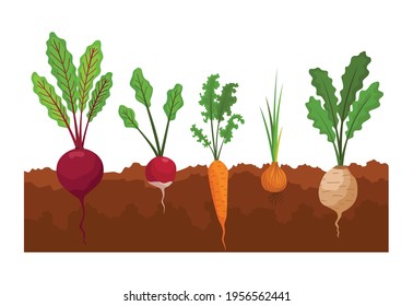 Vegetables growing in the ground. Plants showing root structure below ground level. Farm product for restaurant menu or market label. Organic and healthy food