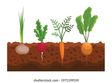 Vegetables growing in the ground. Plants showing root structure below ground level. Farm product for restaurant menu or market label. Organic and healthy food