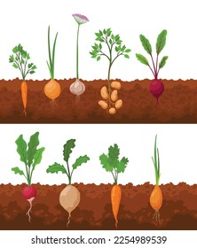 Vegetables growing in the ground. Plants showing root structure below ground level. Farm product for restaurant menu or market label. Organic and healthy food