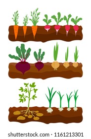vegetables growing in the ground. vector illustration