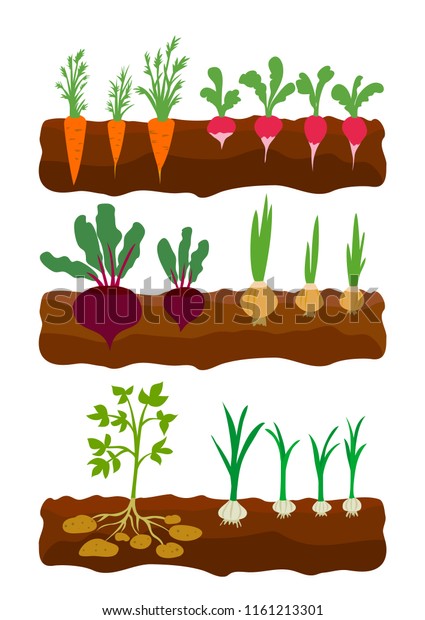 Vegetables Growing Ground Vector Illustration Stock Vector Royalty Free