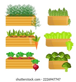 Vegetables growing in wooden crates cartoon illustrations set. Collection of planters with greens, carrots, lettuce, beetroot, broccoli isolated on white background. Gardening, nature, growth concept