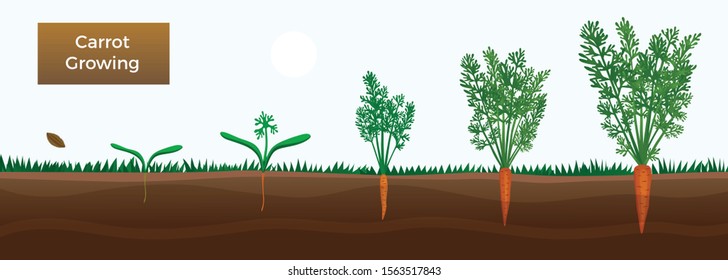 Vegetables growth stages educative horizontal banner with carrot growing  from seeds sowing germinating to harvesting vector illustration 