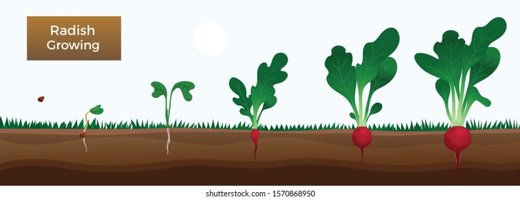 Vegetables growth stages educative horizontal banner with growing radish from seeds sowing germinating to harvesting vector illustration 