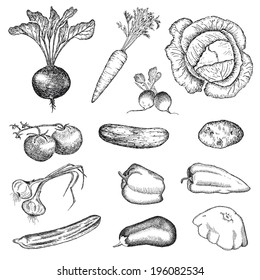 vegetables. hand drawing set of vector sketches