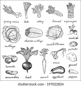 vegetables. hand drawing set of vector sketches