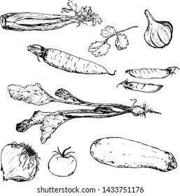 Vegetables hand drawn ink sketch. Set of various farm eco vegetables. Sketches of different eco food. Isolated on white veggies.