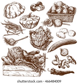 Vegetables. Hand drawn set.