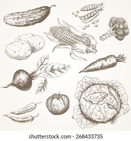 Vegetables hand drawn set. Bio food vector illustrations.