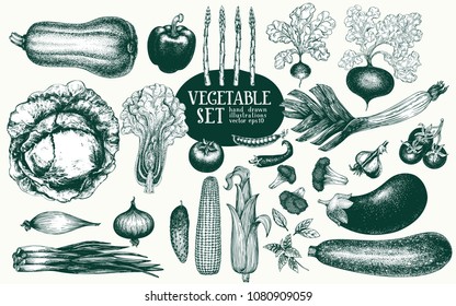 Ensemble d'illustrations vectorielles dessinées à la main de légumes. Illustrations de style gravé rétro. Peut être utilisé pour le menu, l'étiquette, l'emballage, les produits du marché agricole.