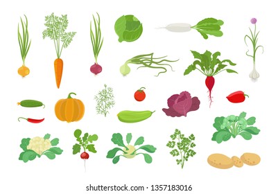 Vegetables harvest plant icon set. Vector farm plants. Onion carrot cabbage, garlic pumpkin dill tomato and many other. Popular vegetables set.