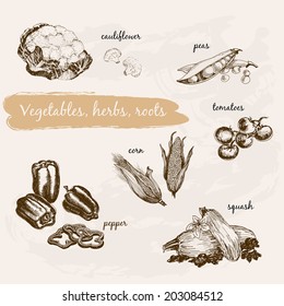 Vegetables, herb and roots. Hand drawn cooking set