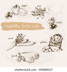 Vegetables, herb and roots. Hand drawn cooking set