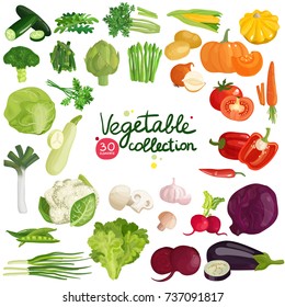 Vegetables and herbs collection with potato, corn, beet, eggplant, broccoli, arugula, leek and lettuce isolated vector illustration