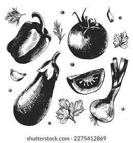 Vegetables with herbs and spices. Sketch style illustration of bell pepper, tomato, eggplant and onion. Hand drawn vegetables vector. Vintage line drawing sketch for menu, brochure, leaflet design