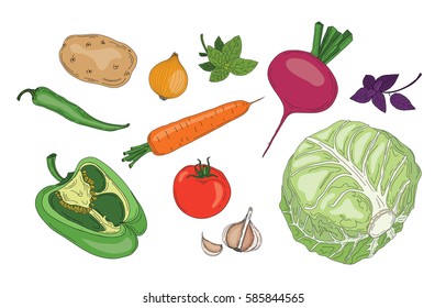 Vegetables and herbs vector illustration of organic collection vegetarian food