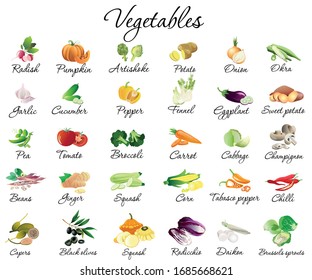 Vegetables icons set vector illustration. Radish, pumpkin, artichoke, potato, onion, okra, garlic, cucumber, pepper, fennel, eggplant, sweet potato, pie, tomato, broccoli, carrot, cabbage symbols