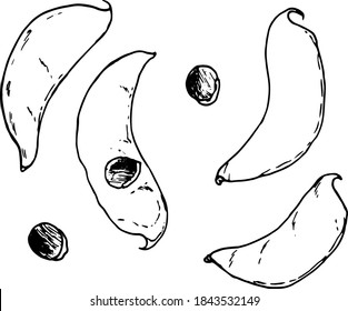 Vegetables, illustration hand drawn in realistic sketch style Dolichos Lablab, hyacinth beans or Surti Papdi pods and seeds isolated on white background.