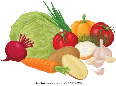 Vegetables. Image of vegetables such as cabbage tomatoes, onions, garlic and potatoes and also carrots with beets. Ripe vegetables from the garden. Vegetarian vitamin products. Vector.