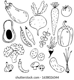 Vegetables isolated on white background. Vector harves set.