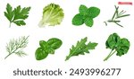 Vegetables, kitchen herb garden, 3d realistic vector set. Cilantro, lettuce, mint, rosemary, dill, basil, arugula, spinach