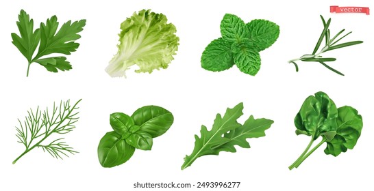 Vegetables, kitchen herb garden, 3d realistic vector set. Cilantro, lettuce, mint, rosemary, dill, basil, arugula, spinach