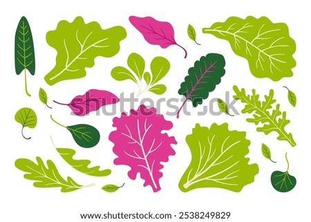 Vegetables leaf, lettuce, edible greens and dieting plants healthy salad ingredients isolated set. Natural organic vegan food for detox and garden herbs and greenery healthy eating vector illustration
