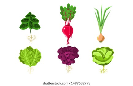 Vegetables With Leaves and Roots Set, Lettuce, Beetroot, Onion, Cabbage, Radish Vector Illustration