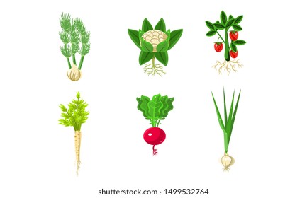 Vegetables With Leaves and Roots Set, Strawberry, Parsley, Onion, Radish, Fennel Vector Illustration