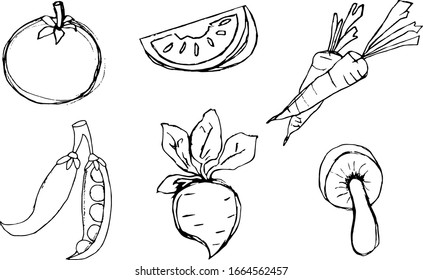 Vegetables line art, food vector illustrations