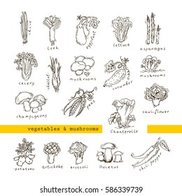 Vegetables and mushrooms. Hand drawn objects. Outline design - good for coloring and educational books, prints.