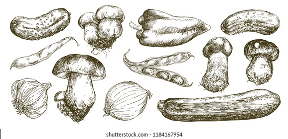 Vegetables and mushrooms. Hand drawn set.