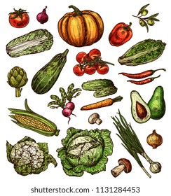 Vegetables and natural veggies sketch isolated icons. Vector pumpkin, avocado and pepper, salad lettuce and cauliflower or mushroom, green onion leek and corn or artichoke