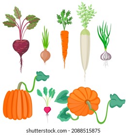 Verduras de fondo blanco. remolacha, zanahoria, cebolla, daikon, rábano, calabaza, rábano de ajo. Ilustración vectorial.