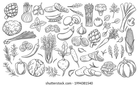 Vegetables outline vector icons set. Monochrome artichoke, leek, culinary herbs, corn, garlic, cucumber, pepper, onion, celery, asparagus, cabbage and ets.