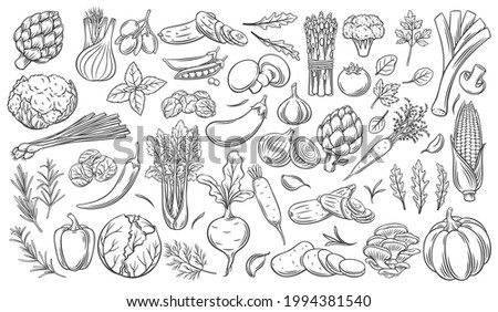 Vegetables outline vector icons set. Monochrome artichoke, leek, culinary herbs, corn, garlic, cucumber, pepper, onion, celery, asparagus, cabbage and ets.