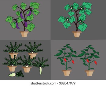 vegetables plant