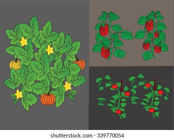 vegetables plants