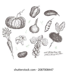 Verduras, calabaza, brócoli, brotes de Bruselas, patatas, remolacha, rábanos, berenjenas, guisantes, zanahorias, espárragos, pimientos. Ilustración vectorial de alimentos orgánicos y naturales.