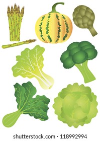 Vegetables Pumpkin Squash Melon Asparagus Artichoke Broccoli Lettuce Leafy Green Kale Spinach Cabbage Vector Illustration